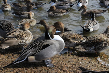 茨城県潮来の湖で越冬する渡り鳥の群