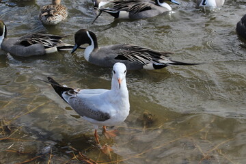 茨城県潮来の湖で越冬する渡り鳥の群と紛れたカモメ