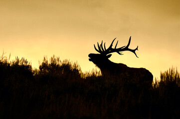 Rocky Mountain Elk - a large bull bugling, silhouetted at sunset in mountain meadow habitat