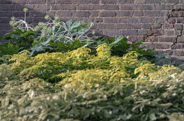 Japanese Aralia (Paper plant) or Fatsia japonica 'Spider's Web' full blossom with Brick wall background. Spherical umbels of tiny white flowers and large dark green glossy leaves, Copy space. - obrazy, fototapety, plakaty