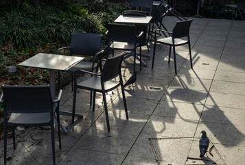 Empty tables and chairs shadows outside a cafe and pigeon on the pavement. Sunlight shine through...