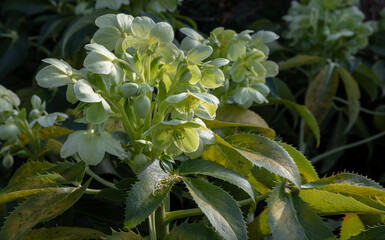 Fototapeta na wymiar Attractive green flowers of Corsican Hellebore or argutifolius 'Silver Lace' flowering with a background of leaves in late winter and early spring, Space for text, Selective focus.