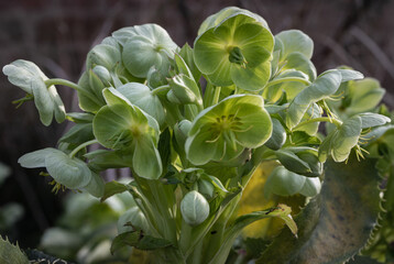 Attractive green flowers of Corsican Hellebore or argutifolius 'Silver Lace' flowering with a...