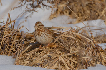 Sparrow in the snow
