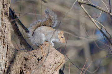 Squirrel posing on a branch