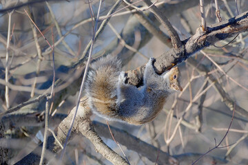 Upside down squirrel