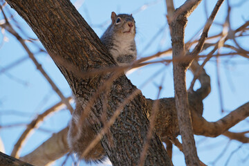 Posing squirrel in a branch