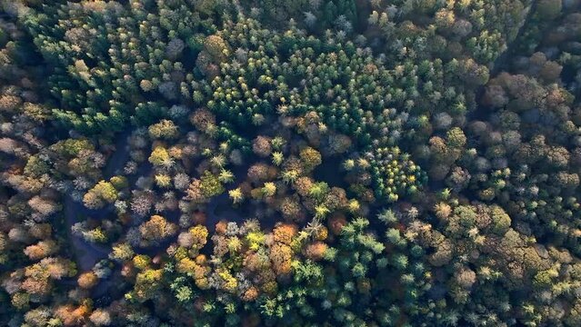Aerial full frame background of colourful autumn forest canopy by drone, Forest of Dean, England