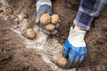 Farmer hands in gloves planting sprouts potatoes in soil ground with ashes close up. Sowing organic...