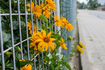 Żółte kwiaty „wyglądające” na ulicę przez oka w siatce.Kwiaty przez otwory w płocie z siatki stalowej „wychodzą” na ulicę i biegnący wzdłuż niej chodnik. © Grzegorz