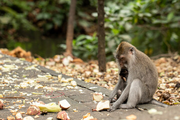 Primate holding a baby Macaque on the ground with grass and plants around