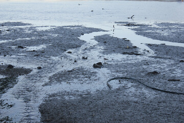 sea and mud flat