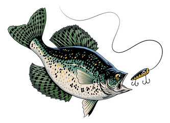 Crappie Fish Swimming in The Water Catching Fishing Lure