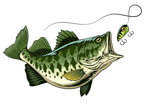 Largemouth Bass Fish Catching the Fishing Lure.