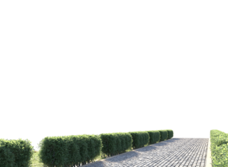  pathway in garden with green hedge isolated