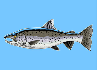 Trout Fish Hand Drawn Vintage Colored Illustration