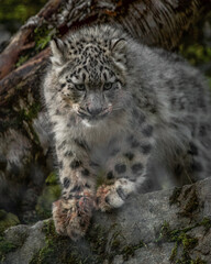 Snow leopard family in highland wildlife park Scotland. 