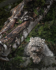 Snow leopard family in highland wildlife park Scotland. 