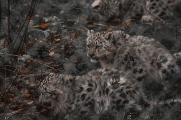 Snow leopard family in highland wildlife park Scotland. 