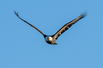 bald eagle in flight