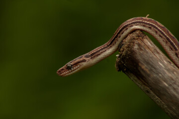 Salamanta da caatinga