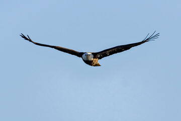 bald eagle in flight
