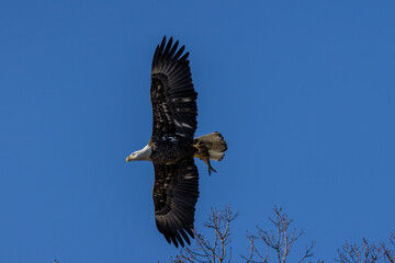 eagle in flight with fish