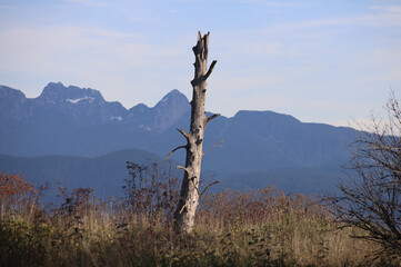 Obraz premium Trunk of dry tree in mountains meadows