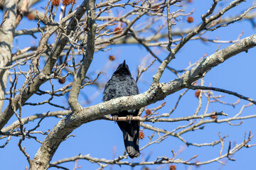 crow on tree