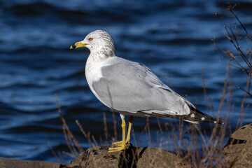 seagull 