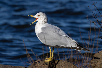 laughing gull