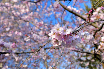 Cherry blossoms blooming in Parc Monceau, Paris, France. March 19, 2023.