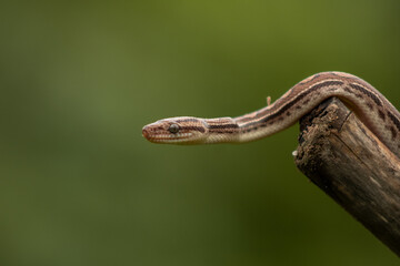 jiboia arco-&iacute;ris