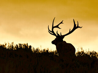 Rocky Mountain Elk - a large bull silhouetted at sunset in mountain meadow habitat - obrazy, fototapety, plakaty