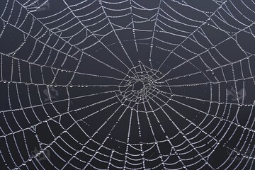 Obraz premium Spider Web Covered in Water Drops