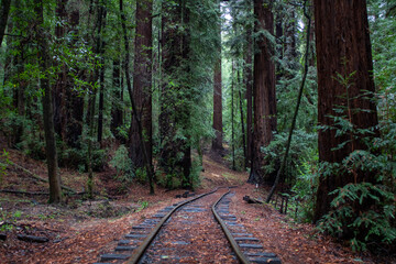 California Nature and Wildlife