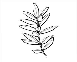 branch with leaves olive 