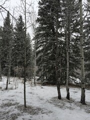snow covered trees in the park