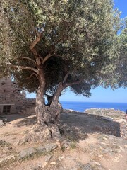 old olive tree