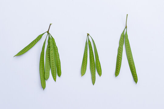 Leucaena leucocephala on white background, traditional herbal medicine Leucaena leucocephala, pearl wattle