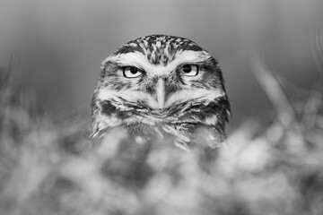 The look.

The vizcacheras owl is a friendly little owl, the only one that lives in burrows that they often build themselves in the ground.
Unlike most owls, they are very active during the day and ea