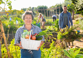 Satisfied retired woman posing in vegetable garden with basket full of harvest of fresh greens and...