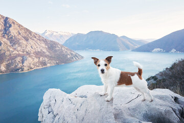 A Jack Russell Terrier dog stands poised on a rocky overlook, surveying the mountainous lakeside...