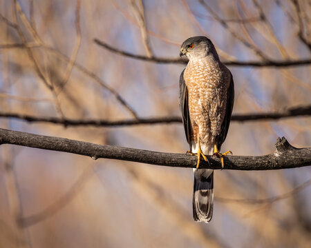 Coopers Hawk - accipiter cooperii - perched on tree limb with evening sunlight