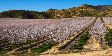 Obraz premium Richly blooming apricot trees garden in sunny spring day