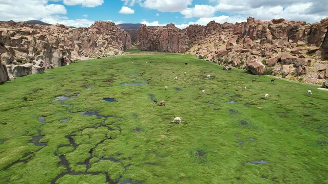 Laguna Negra, Tour de Uyuni. Bolivia