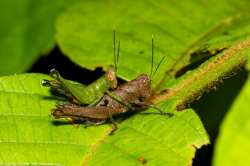 Mating Grasshoppers
