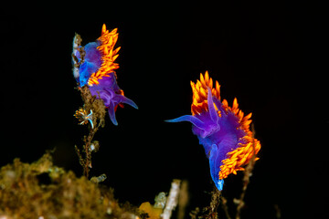 Two Spanish Shawl nudibranchs. Hanging on aquatic plants next to each other. Taken in Monterey,...