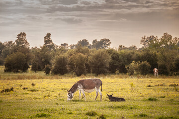 Selective blur on a donkey mother grazing in a grassfield next to her foal, a young donkey in a farm in Zasavica, Serbia. Equus Asinus, or domestic donkey, is a cattle farm animal.