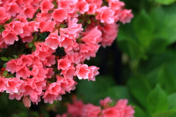 ピンク色のつつじ
